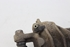 Bild von Bremssattel / Bremszange hinten rechts Hyundai Tucson aus 2004 zu 2006