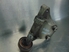 Imagen de Apoyo / soporte de compresor de aire acondicionado Audi A6 de 2001 a 2004