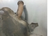 Imagen de Silenciador de escape Renault Laguna II Break de 2001 a 2003
