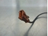 Immagine di Sensore di impulsi albero (PMS) Citroen Xsara de 1997 a 2000 | EF
