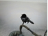 Bild von ABS Sensor vorne links Mitsubishi Colt aus 2008 zu 2013 | Bosch 
0265007637