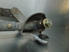 Picture of Windscreen Wiper Motor Toyota Yaris Verso from 1999 to 2003 | DENSO