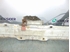 Bild von Schlossträger / Frontmaske Fiat Ducato aus 1994 zu 1999