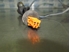 Picture of Captor / sensor de abs trás direito Honda Civic de 2000 a 2003 | Siemens