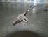 Imagen de Captador / sensor abs trasero derecho Citroen C3 de 2002 a 2005 | Ate