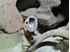 Picture of Right Front Brake Caliper Mercedes Classe E (210) from 1995 to 1999 | ATE