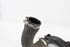Picture of Conjunto de tubos de intercooler Audi A4 de 2008 a 2012 | 8K0145673L