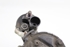 Bild von Anlasser Audi A4 aus 2008 zu 2012 | BOSCH 0001115056
03L911021