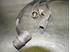 Picture of Ignition Spark Plug Leads Cables Renault R 11 from 1987 to 1990