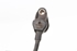Imagem de Captor / sensor de abs frente direito Audi A4 Avant de 2001 a 2004 | BOSCH 0265006682
