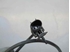 Imagen de Captador / sensor abs trasero derecho Fiat Stilo de 2001 a 2004 | Bosch 0265007400