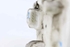 Imagen de Aforador de combustible Renault Megane II Break de 2003 a 2006