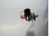 Imagen de Sonda lambda Renault Clio III Fase II de 2009 a 2012 | NTK
H7700274189