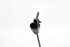 Bild von ABS Sensor hinten rechts Mitsubishi Colt Cz3 aus 2005 zu 2008 | BOSCH 0265007638