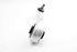 Bild von Querlenker Vorderachse oben hinten links Audi A4 aus 2001 zu 2004 | DELPHI