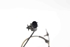 Bild von ABS Sensor vorne rechts Peugeot 107 aus 2009 zu 2012 | 89542-0h010