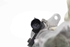 Picture of Bomba de travões Audi A3 de 2005 a 2008 | 1K1611301C