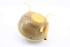 Immagine di Vaschetta acqua radiatore Opel Corsa B de 1993 a 1997 | 90410058
90410057