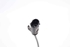 Bild von ABS Sensor vorne links Fiat Punto aus 2003 zu 2007 | BOSCH 0265007610