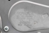 Picture of Sistema / motor limpa vidros trás Toyota Yaris de 2014 a 2017 | 85130-0D080