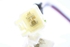 Picture of Auxiliary Heating Resistance Toyota Avensis Sedan from 2009 to 2011 | DENSO
MF013410-0410