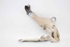 Immagine di Cerniera cofano destro Mini Hatchback R56 da 2007 a 2010 | 2751204