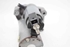 Imagen de Motor de arranque Citroen C-Elysée de 2012 a 2016 | 9688477380 - 9671530880 - 4280008332 - DENSO