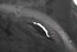 Picture of Cave de roda frente direita Renault Captur I Fase I de 2013 a 2017 | 638429299R - 638427260R - 638442868R